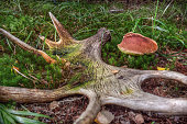 Discarded elk antlers