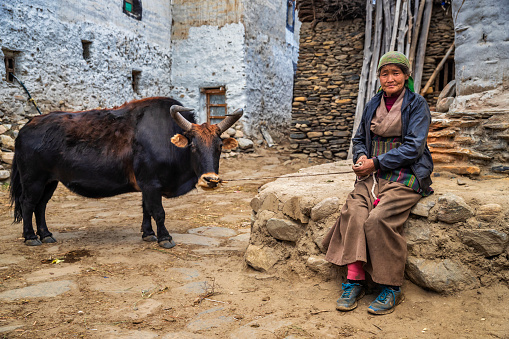 Tibetan woman leads yak in small village in Upper Mustang. Mustang region is the former Kingdom of Lo and now part of Nepal,  in the north-central part of that country, bordering the People's Republic of China on the Tibetan plateau between the Nepalese provinces of Dolpo and Manang.