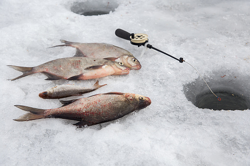 Fresh. the caught fish lies on the ice of the lake. The fishing rod is on the ice.