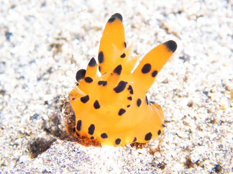 I came across a cute sea slug while searching the ocean floor and rocky areas in the Izu sea.