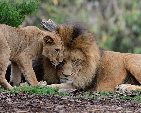 Male lion with cub in Werribee open range zoo Victoria Australia