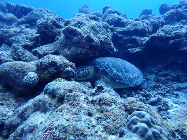 istock Sea turtle sleeping in the shade of a rock 1919202720