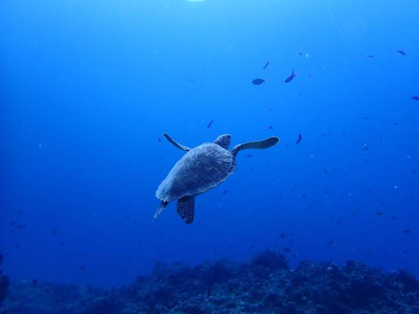istock sea ​​turtle rising up the sea 1919202722