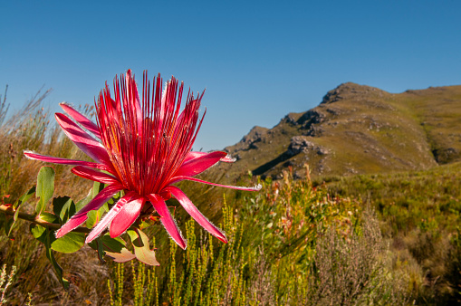 fynbos landscape, proteas, restios and ericas in the natural beauty of the western cape, south africa