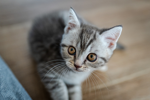 British Shorthair Tabby Kitten