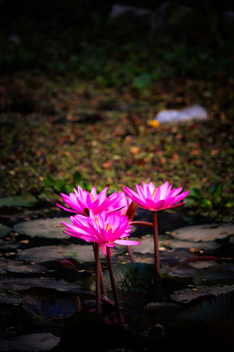 The water lily (Nymphaea nouchali) is the national flower of Bangladesh