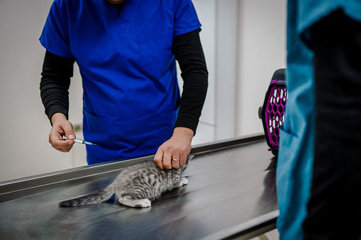 Veterinarian with a british tabby kitten
