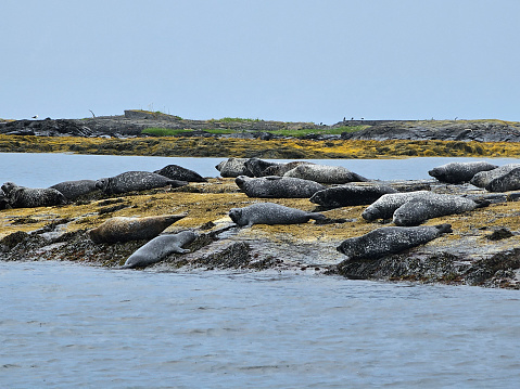 A group of seals resting on a large rock in the ocean.