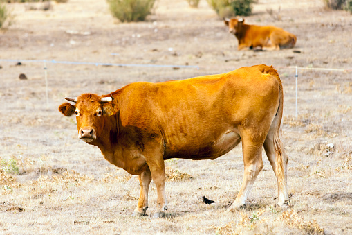 Cows on dried  meadow in summertime. León province, Castilla y León, Spain.