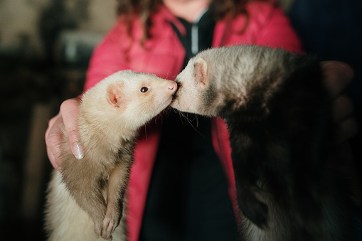 A person holding two ferrets, one of them an albino one