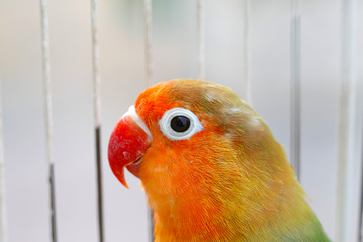 parrot in cage, closeup of photo in a zoo