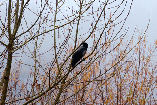Watchful Raven Perched on a Majestic Branch. Mystical atmosphere