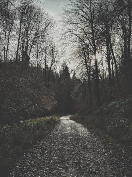 A forest path through the woods near Symonds Yat Rock, United Kingdom