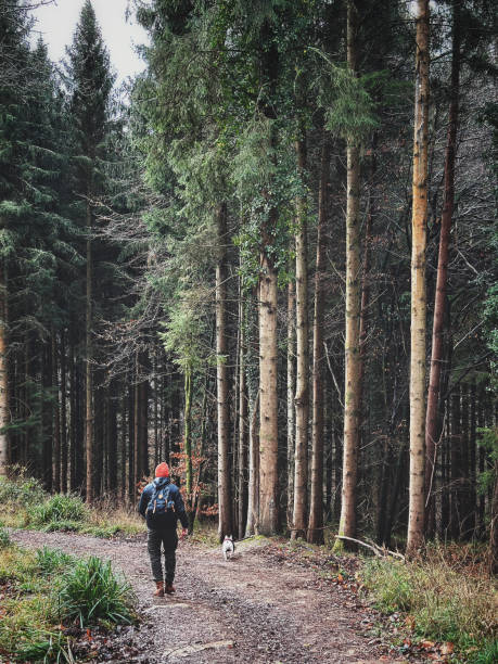 istock Man walking dog along forest track 1919248060