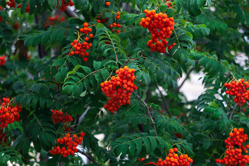 Sea-buckthorn berries in the autumn