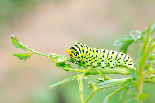 papilio machaon on green plant - 2786 стоковые фото и изображения