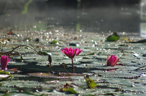 istock Beautiful water lilies on a lake in the sunlight 1919258303