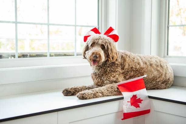 Golden labradoodle celebrating canada day