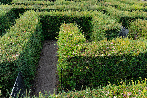 selective focus on the general view of a green plant maze with geometric shapes