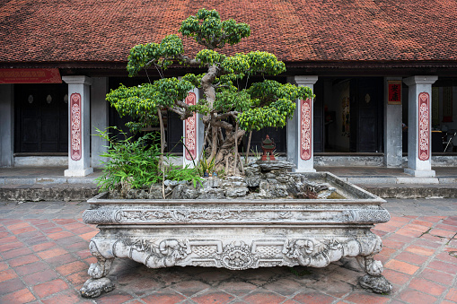 A large Bonsai Tree in an intricate pot, located in the Temple of Literature, Hanoi, Vietnam