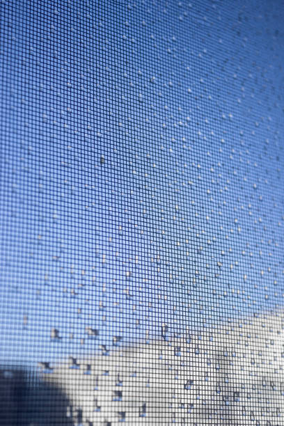 istock Ice drops froze on the window screen 1919278578