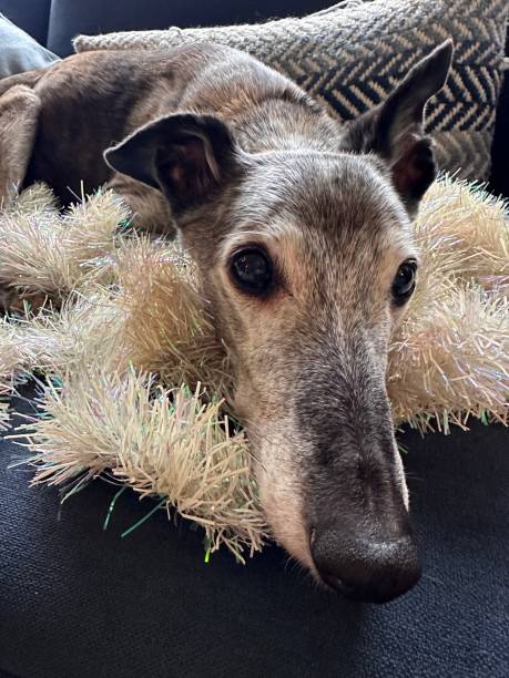 istock Lurcher dog resting on Christmas tinsel decoration 1919279136