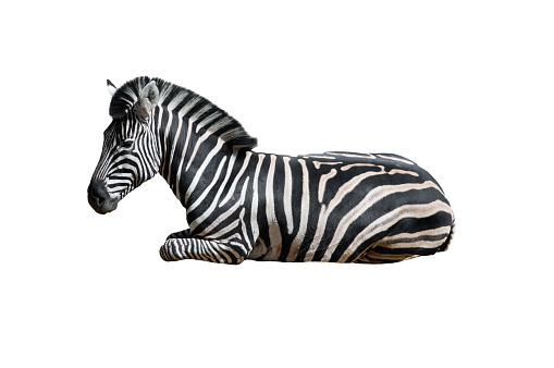 lying zebra filmed in a zoo in their natural habitat isolated on white background
