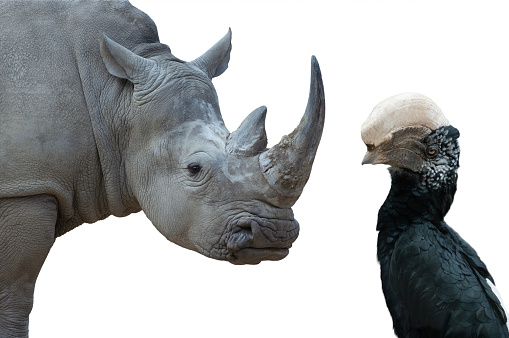 portrait white rhino and silvery cheeked hornbill  filmed in a zoo in their natural habitat isolated on white background
