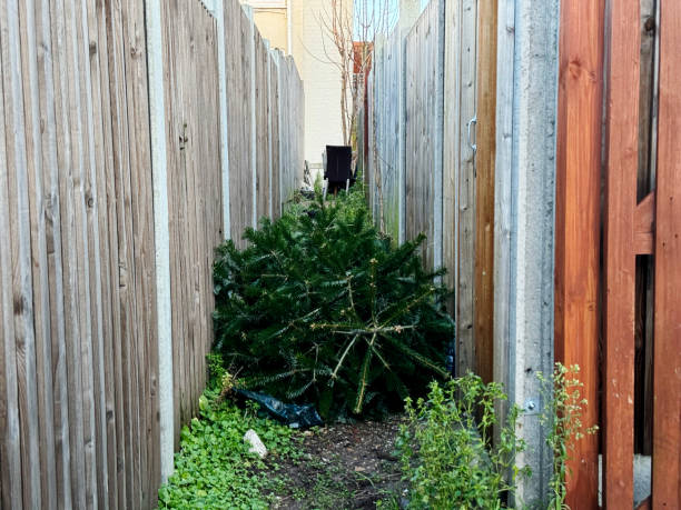 istock Discarded Christmas tree in an alley 1919280734