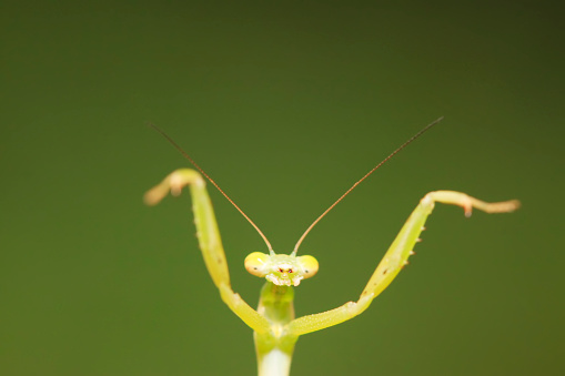 Miomantis caffra is a species of praying mantis native to southern Africa. It appeared in New Zealand in 1978, and was found more recently in Portugal and Los Angeles, USA, likely spread through the exotic pet trade.