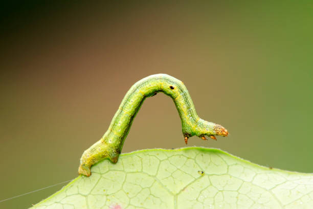 geometridae on plant - inchworm zdjęcia i obrazy z banku zdjęć