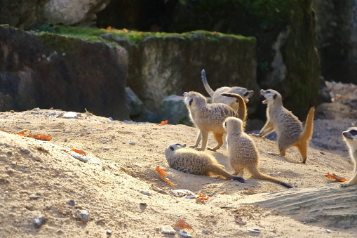 Meerkat - Suricata suricatta - in a group in the enclosure.