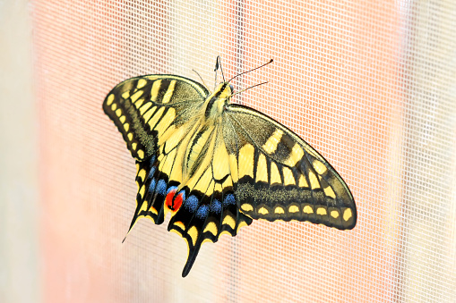 Papilio machaon on green plant in the wild