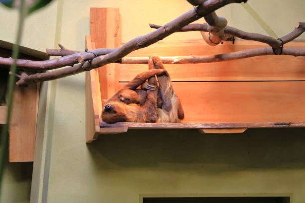 a baby sloth and mother sloth in a shelf