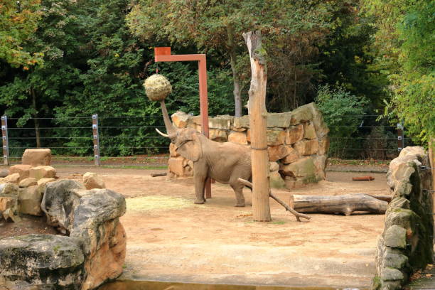 istock an african elephant stretches for food 1919285580