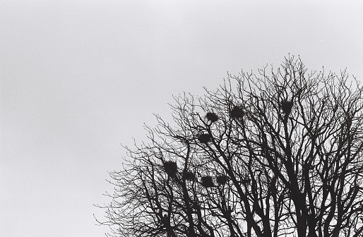 Bare branches of an oak in winter with several birds nests, 35mm black and white film.