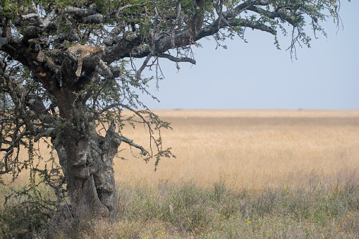 A leopard resting on a tree in the savannah in Serengeti National Park - Tanzania