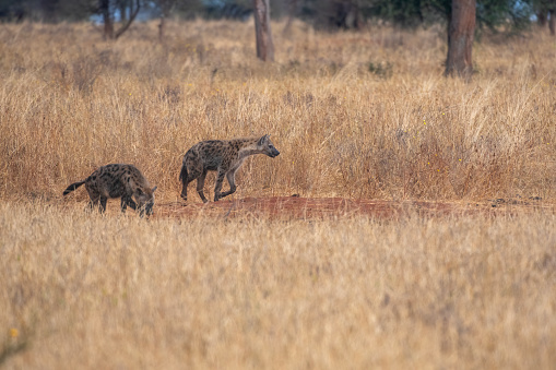 Two spotted hyenas running in the savannah in Serengeti National Park – Tanzania