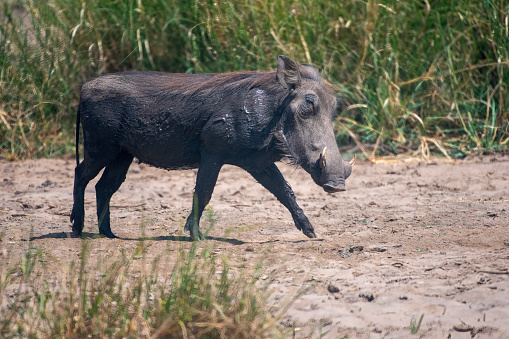 a warthog in the savannah of the Serengeti national park - Tanzania