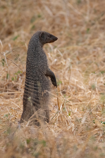Mongoose on alert in the plains of Tarangire National Park - Vertical View – Tanzania photo