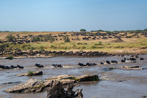 Kenya Africa safari scene with a large group of various wildlife animals around a watering hole