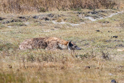 A male spotted hyena lying on the plains of Serengeti National Park – Tanzania