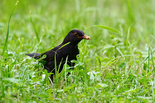 Common blackbird hunting for worms in the green grass