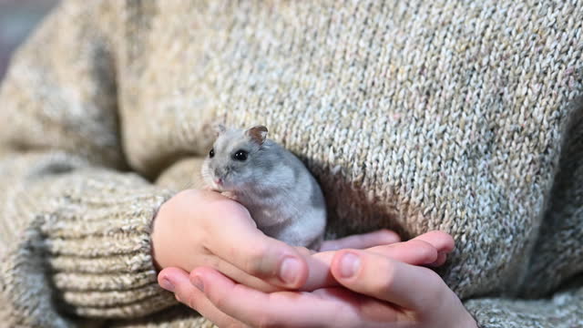 cute small hamster in a child's hands.