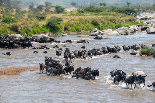 The crossing - Wildebeests and zebras crossing the Mara River during the great migration in Serengeti National Park – Tanzania