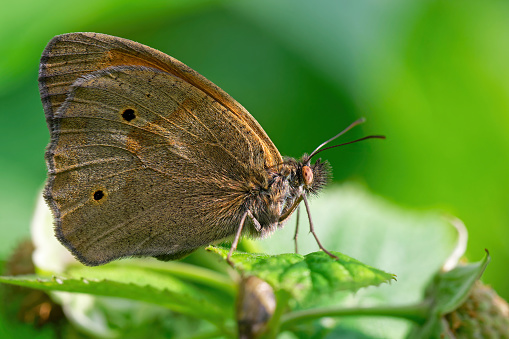 Common brown butterfly extreme macro shot illustrates its captivating details from wings and antennas