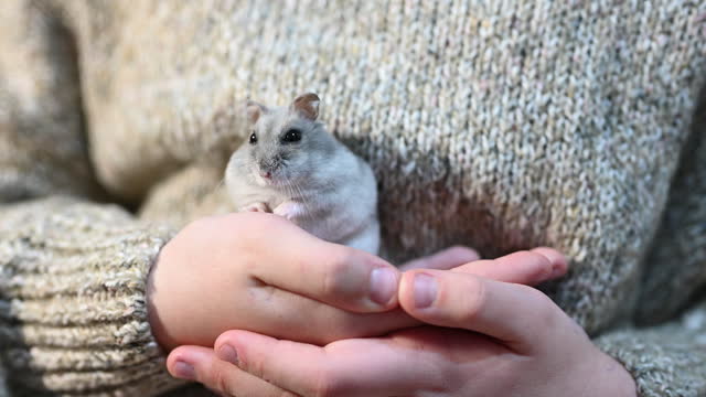 close up of a little hamster in hands.