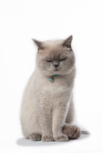 blue british shorthair cat sitting on scratching post pet bed playing rearing up raising paw on gray background with copy space