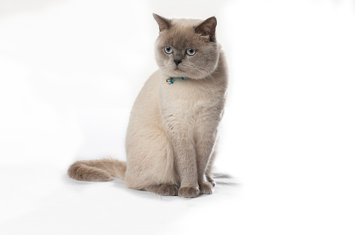 Siamese cat sitting on a white background