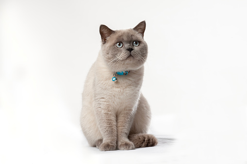 Impressive light blue young adult British Shorthair female cat, sitting up facing front. Looking with cute head tilt and bright orange eyes straight to camera. Isolated on white background.
